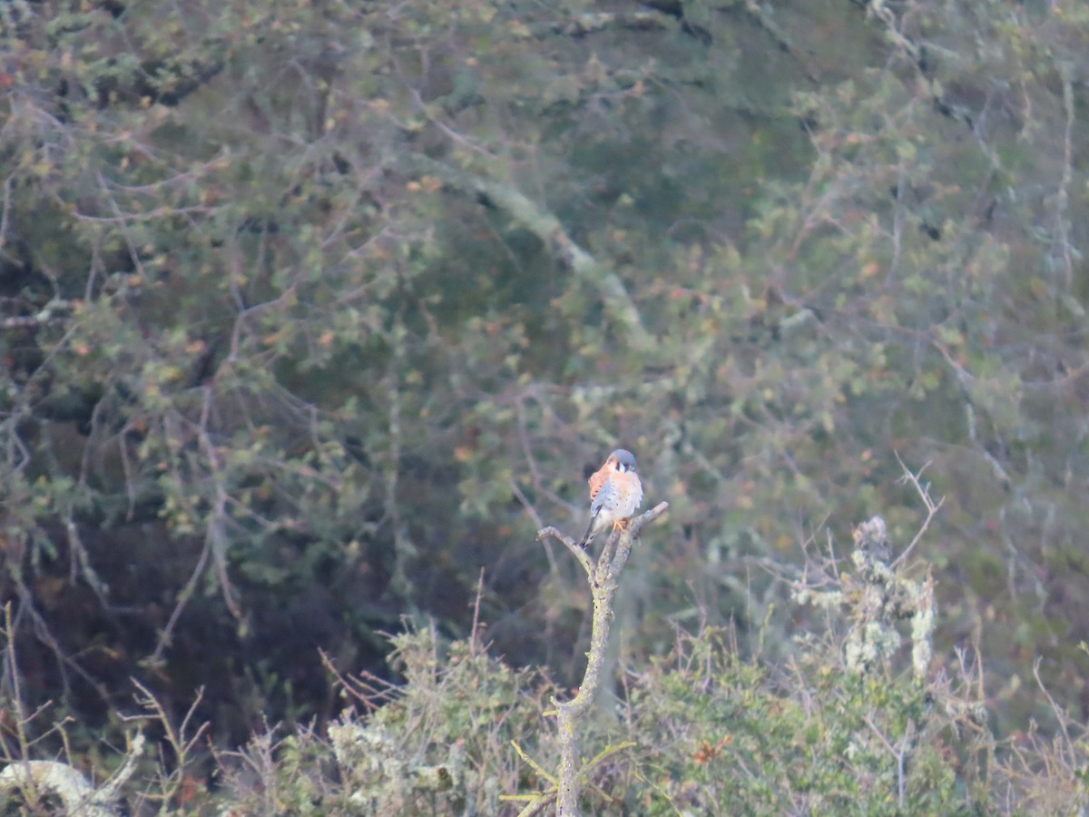 American Kestrel - ML645766711