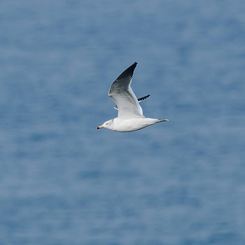 Black-tailed Gull - ML645766714