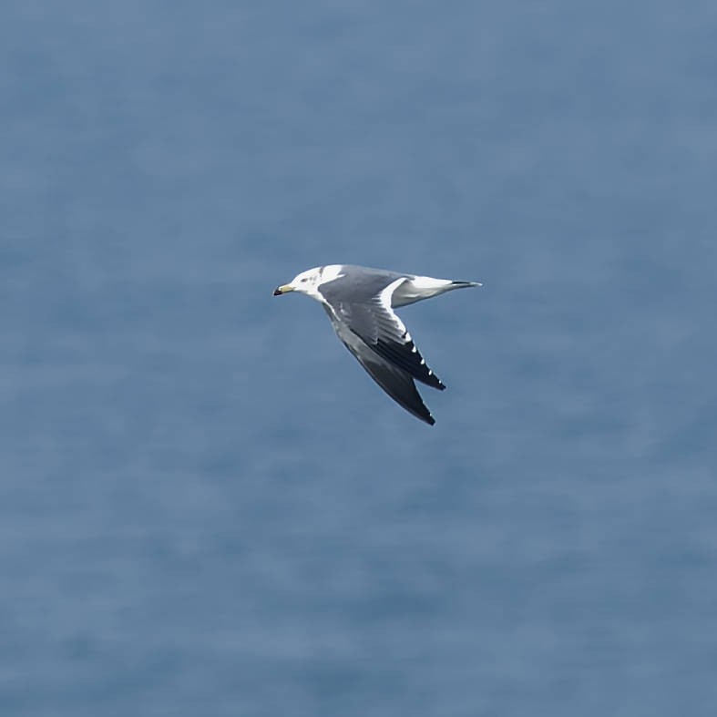 Black-tailed Gull - ML645766717