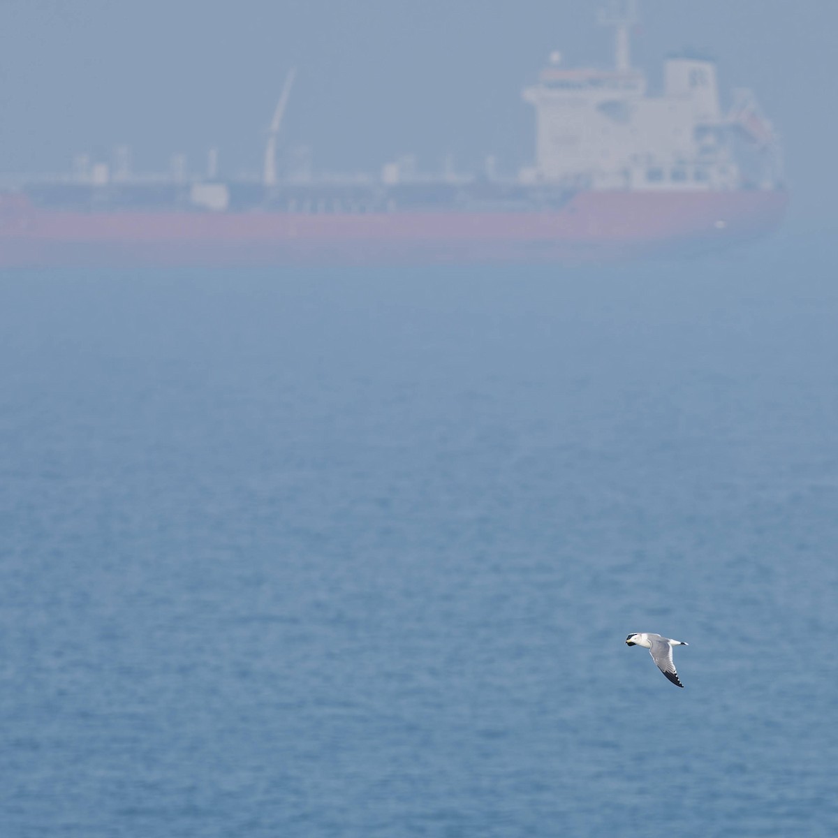 Japanmöwe - ML645766718