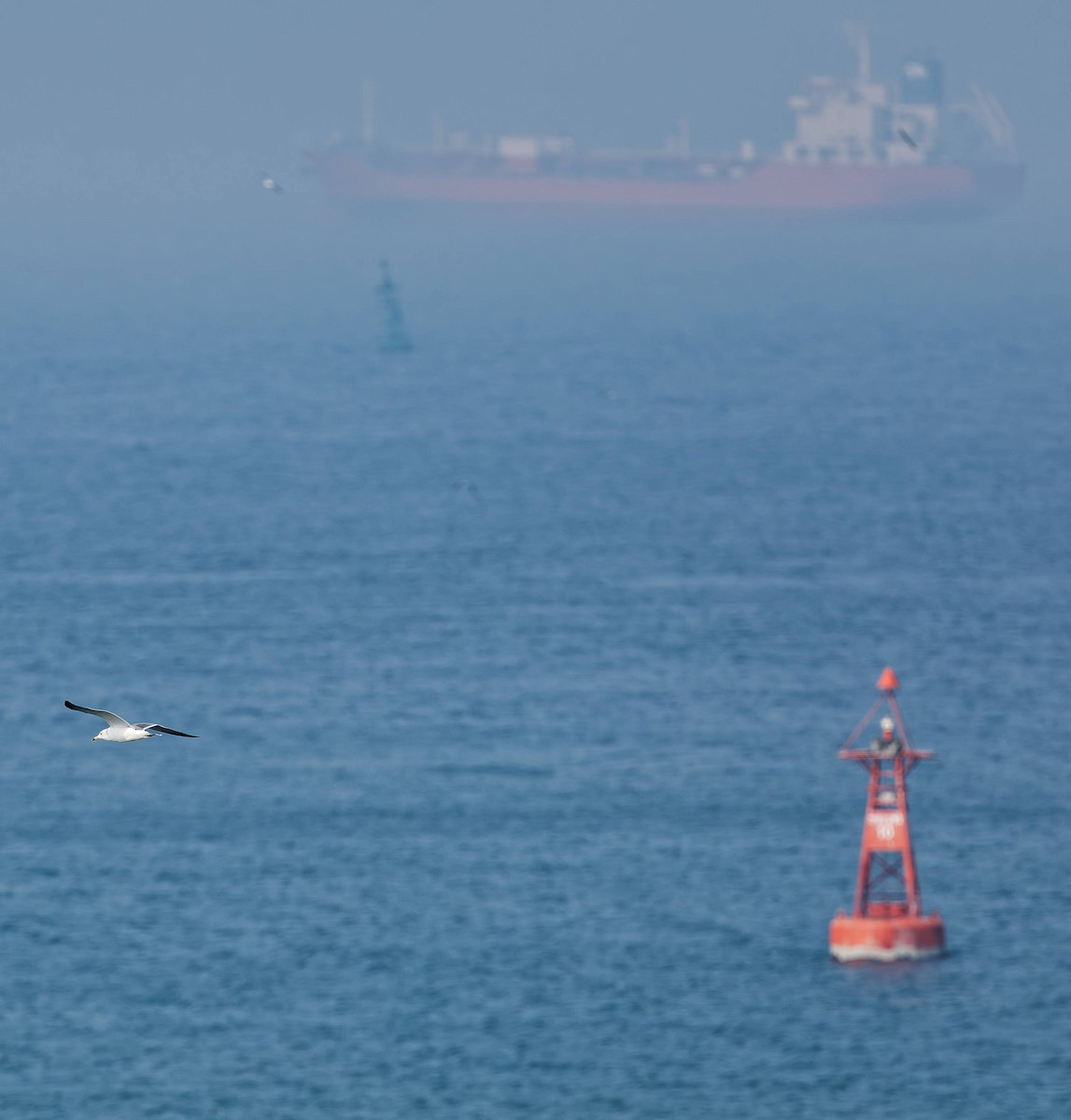 Japanmöwe - ML645766719