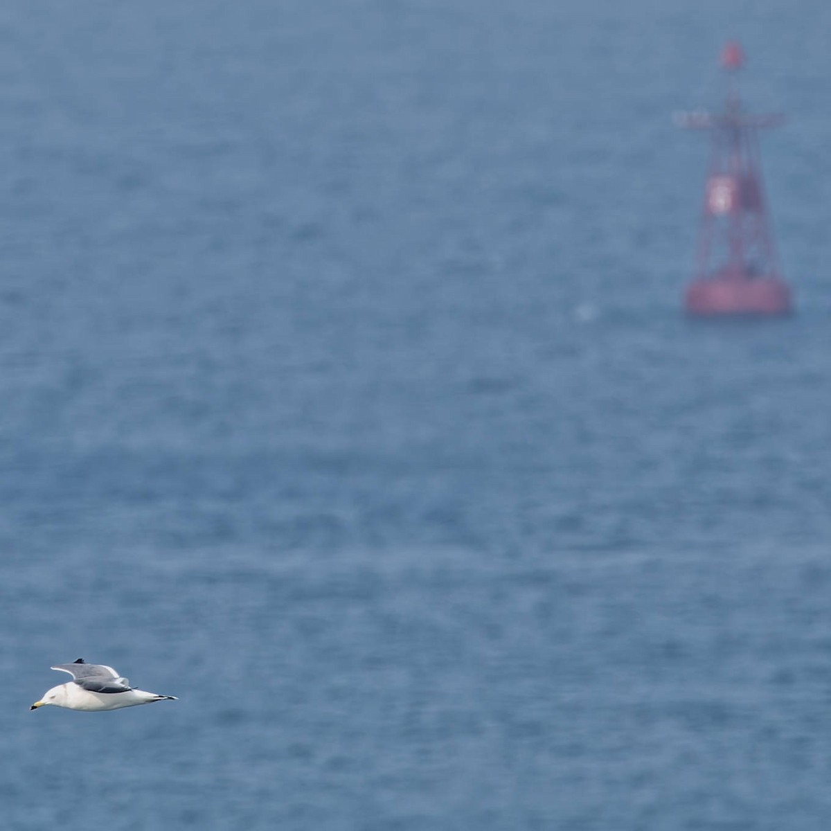 Black-tailed Gull - ML645766720
