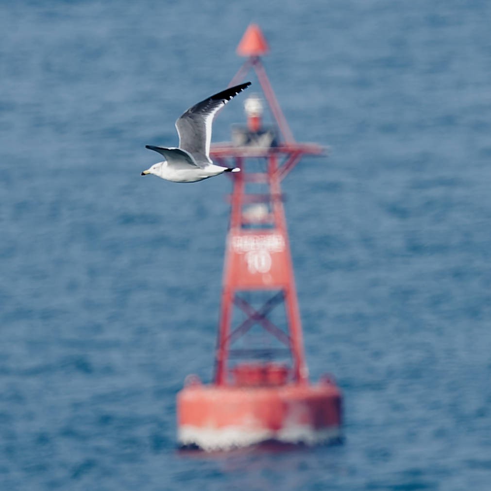Black-tailed Gull - ML645766721