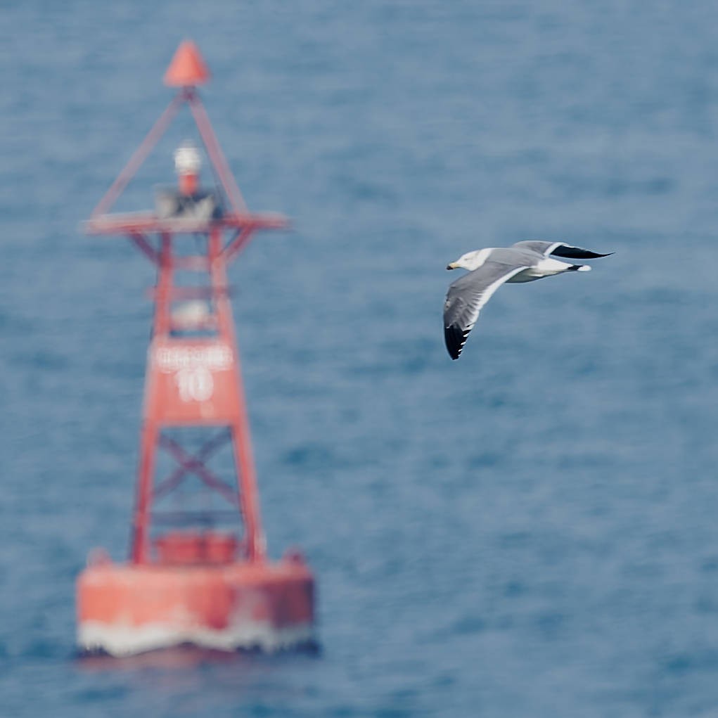 Japanmöwe - ML645766722