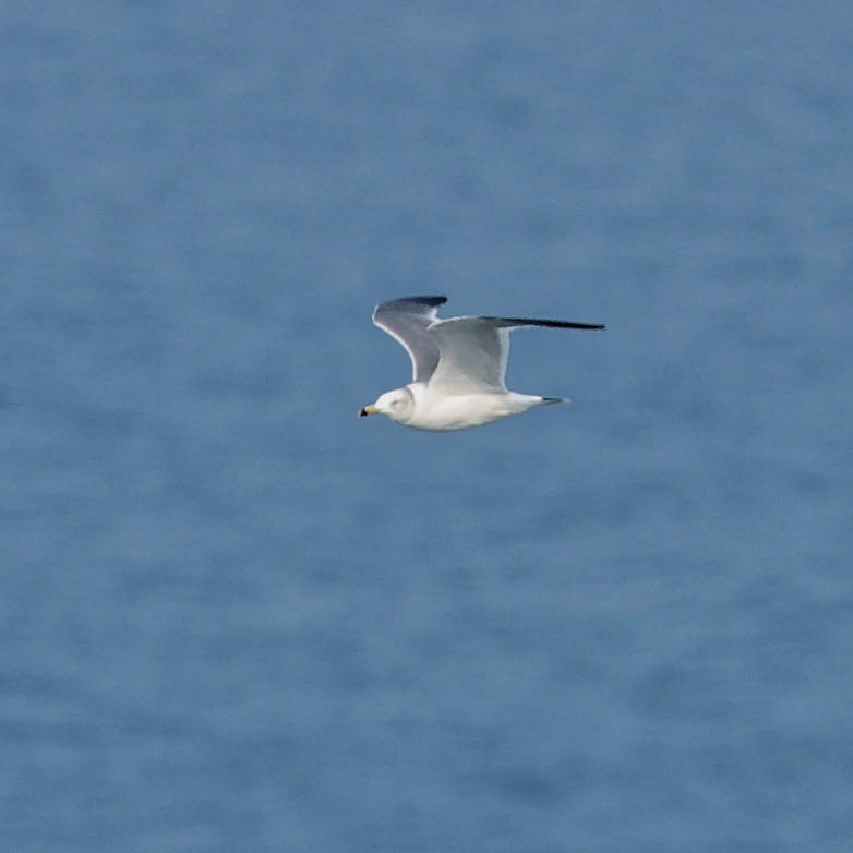 Japanmöwe - ML645766723