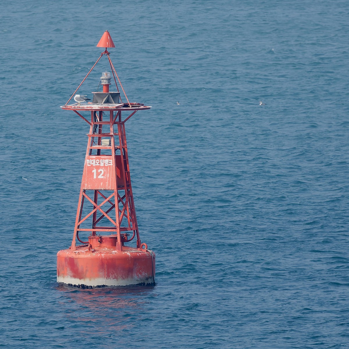 Japanmöwe - ML645766724