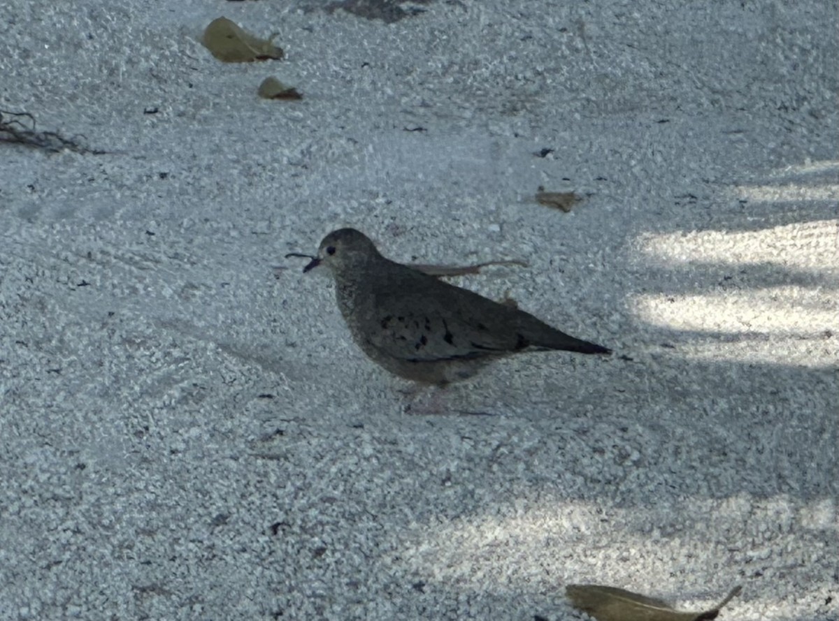 Common Ground Dove - ML645766727