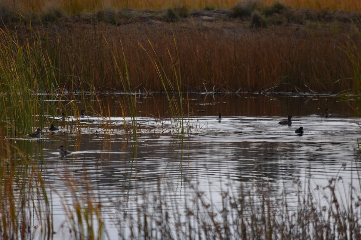 Ruddy Duck - ML645766728