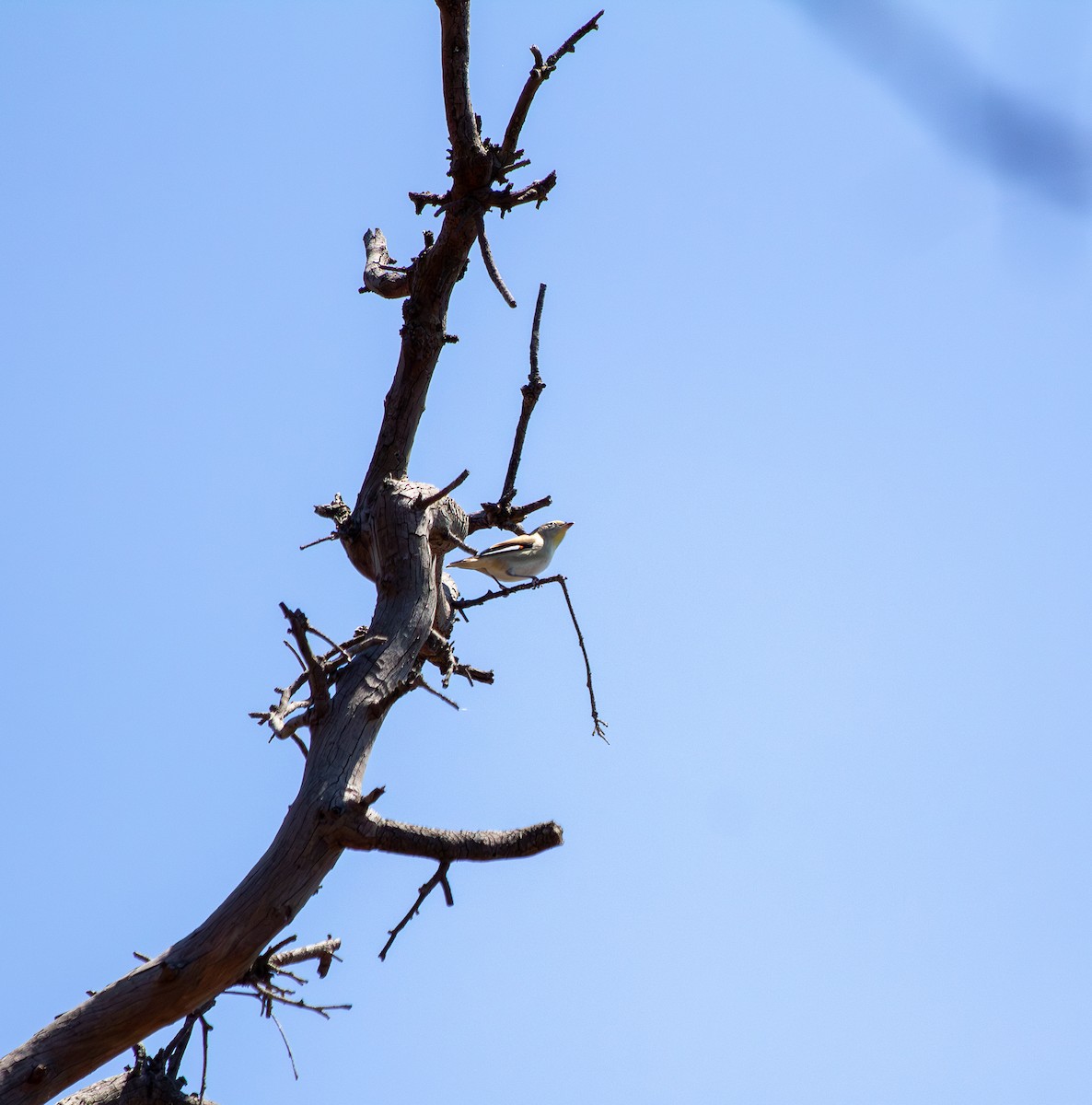 Streifenpanthervogel - ML645766730