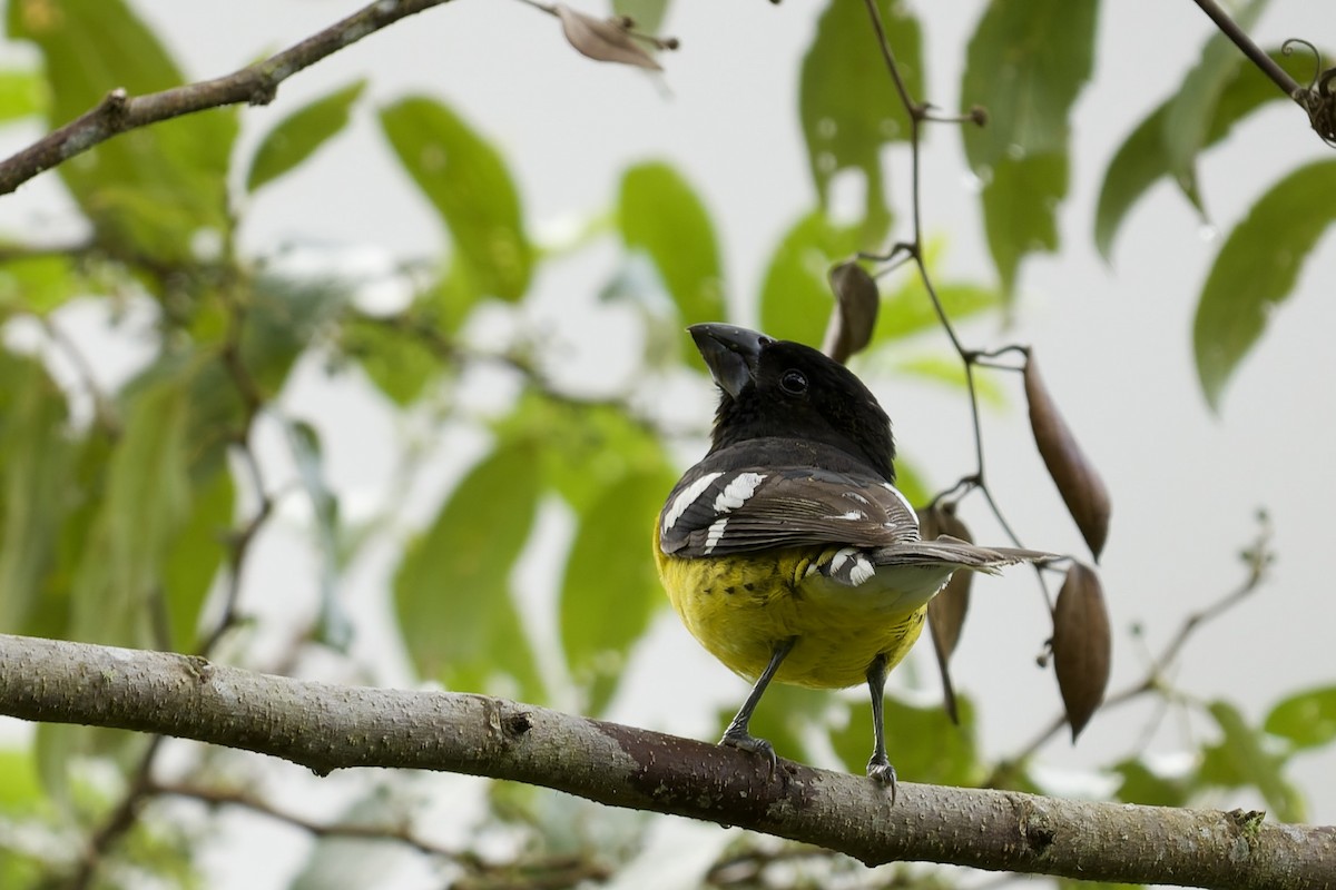 Goldbauch-Kernknacker - ML645766731