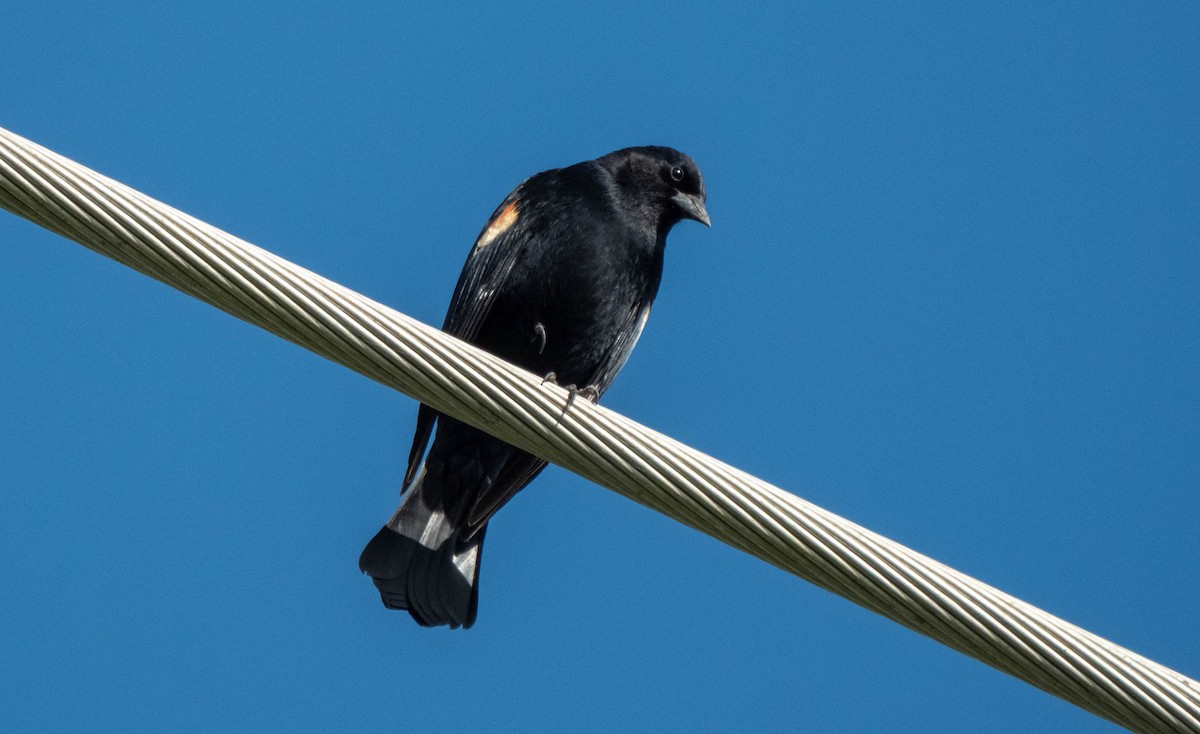 Rotflügelstärling - ML645766732