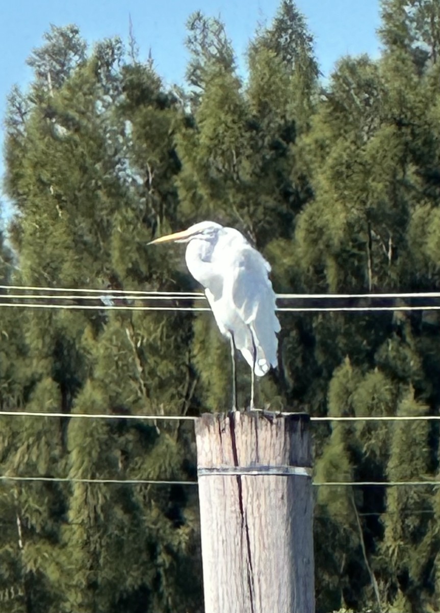 Silberreiher - ML645766733