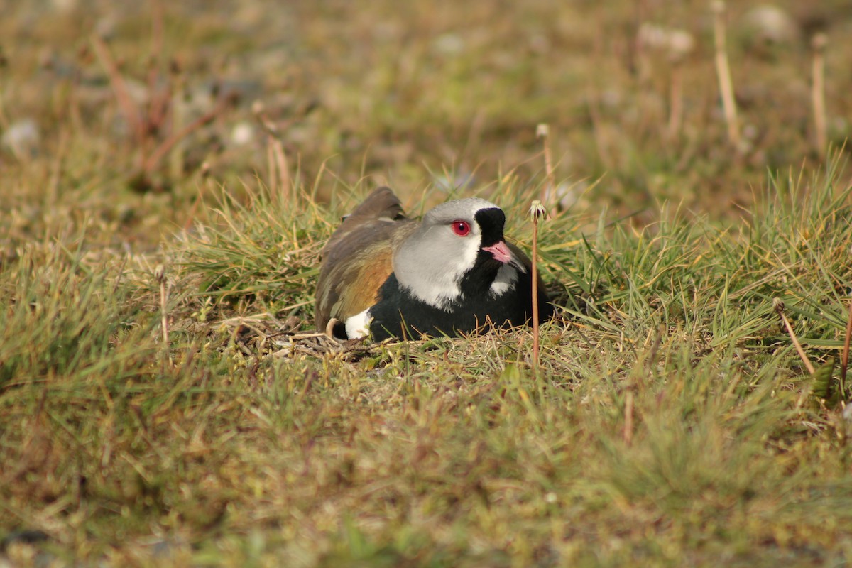 Bronzekiebitz - ML645766734