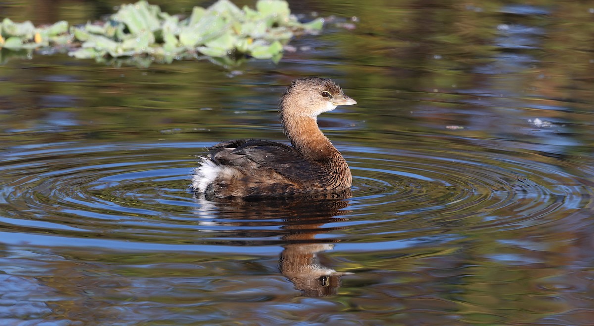 Bindentaucher - ML645766735