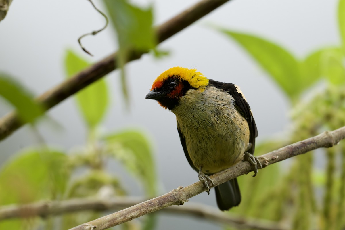 Rotstirntangare - ML645766736