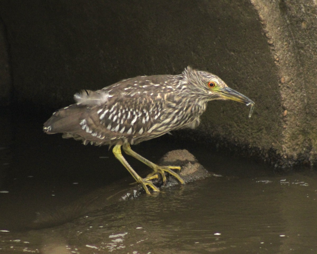 Nachtreiher - ML645766740