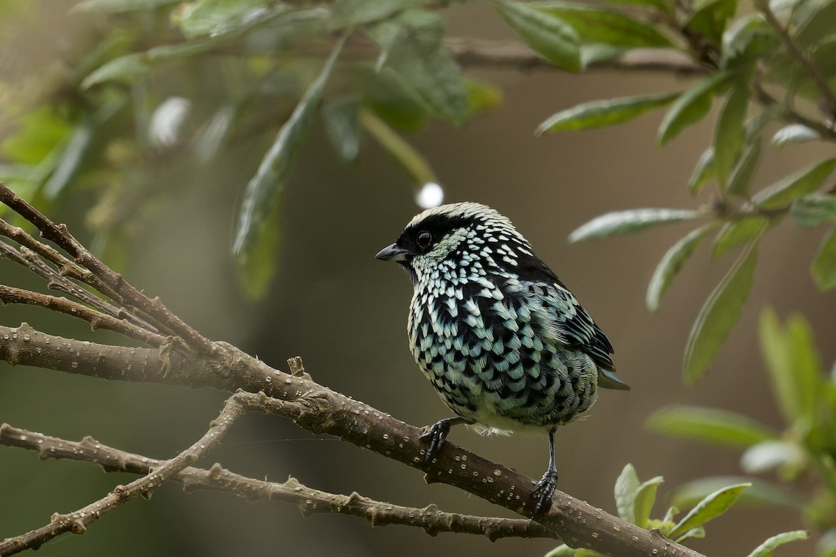 Silberfleckentangare - ML645766742