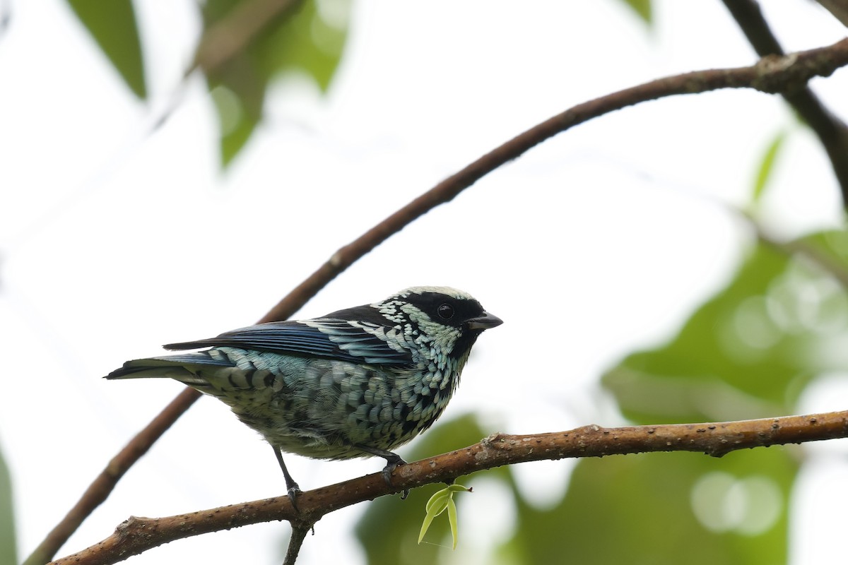 Silberfleckentangare - ML645766743