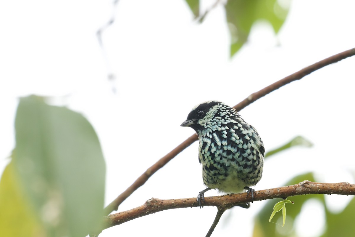 Silberfleckentangare - ML645766744