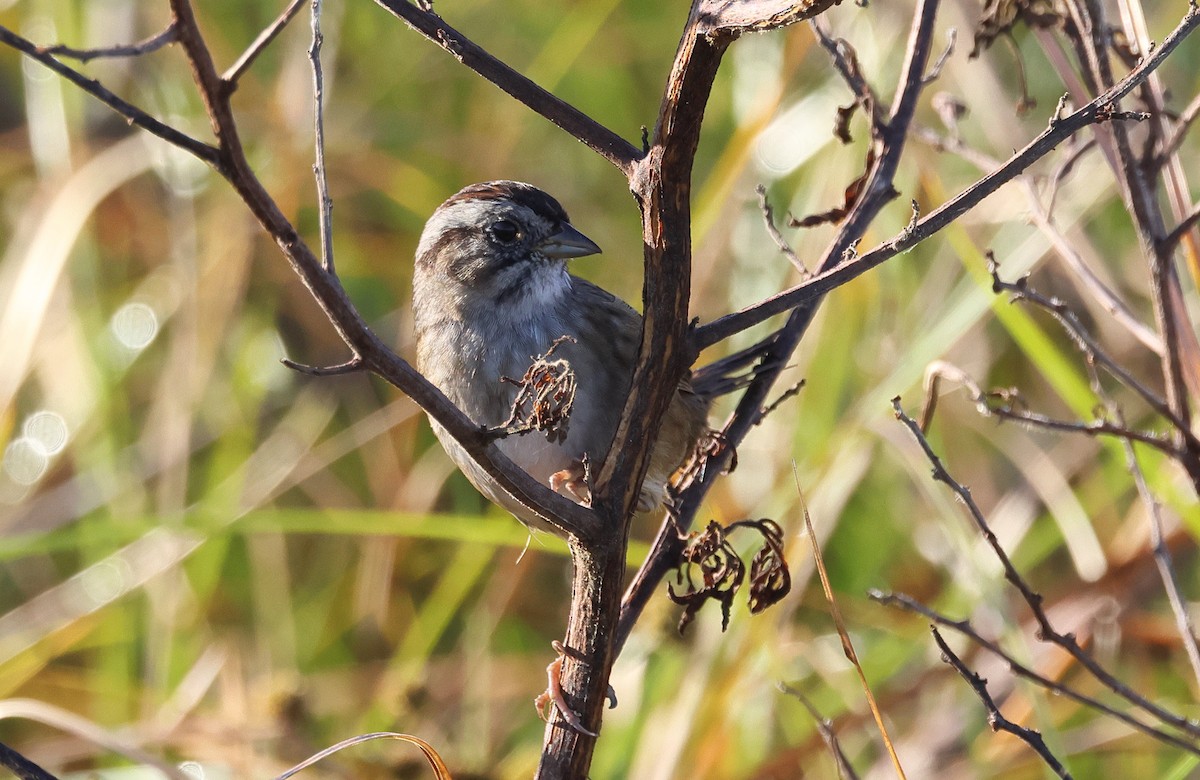 Sumpfammer - ML645766749