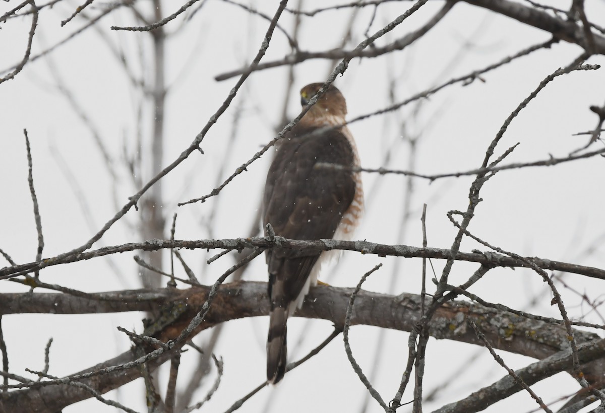 Rundschwanzhabicht - ML645766750