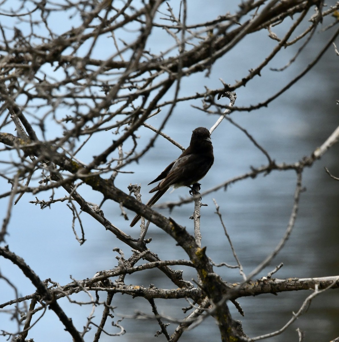 Schwarzkopf-Phoebetyrann - ML645766753