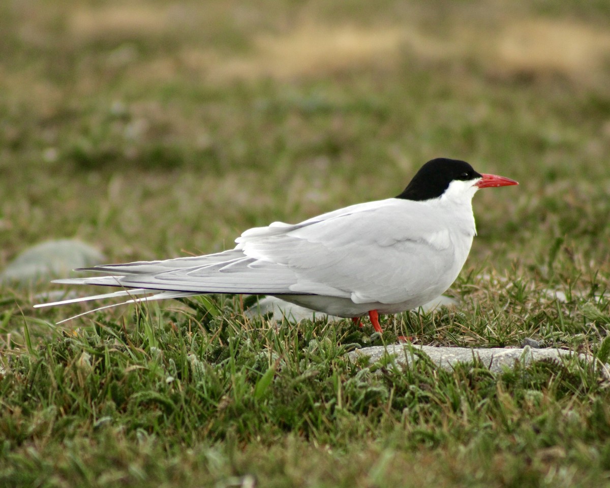 Falklandseeschwalbe - ML645766756