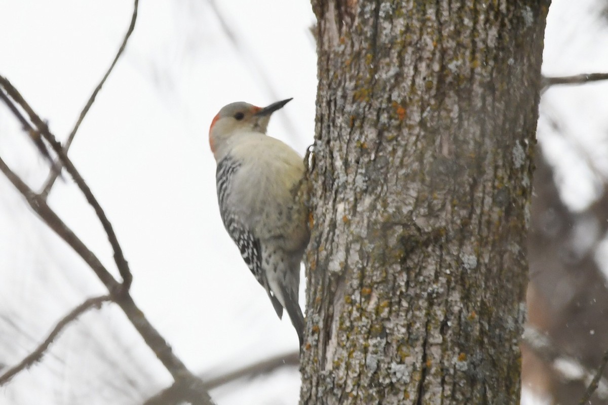 Carolinaspecht - ML645766758