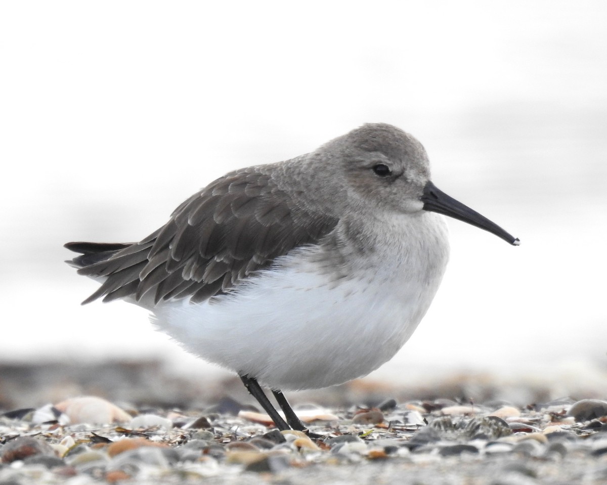 Dunlin - ML645766764