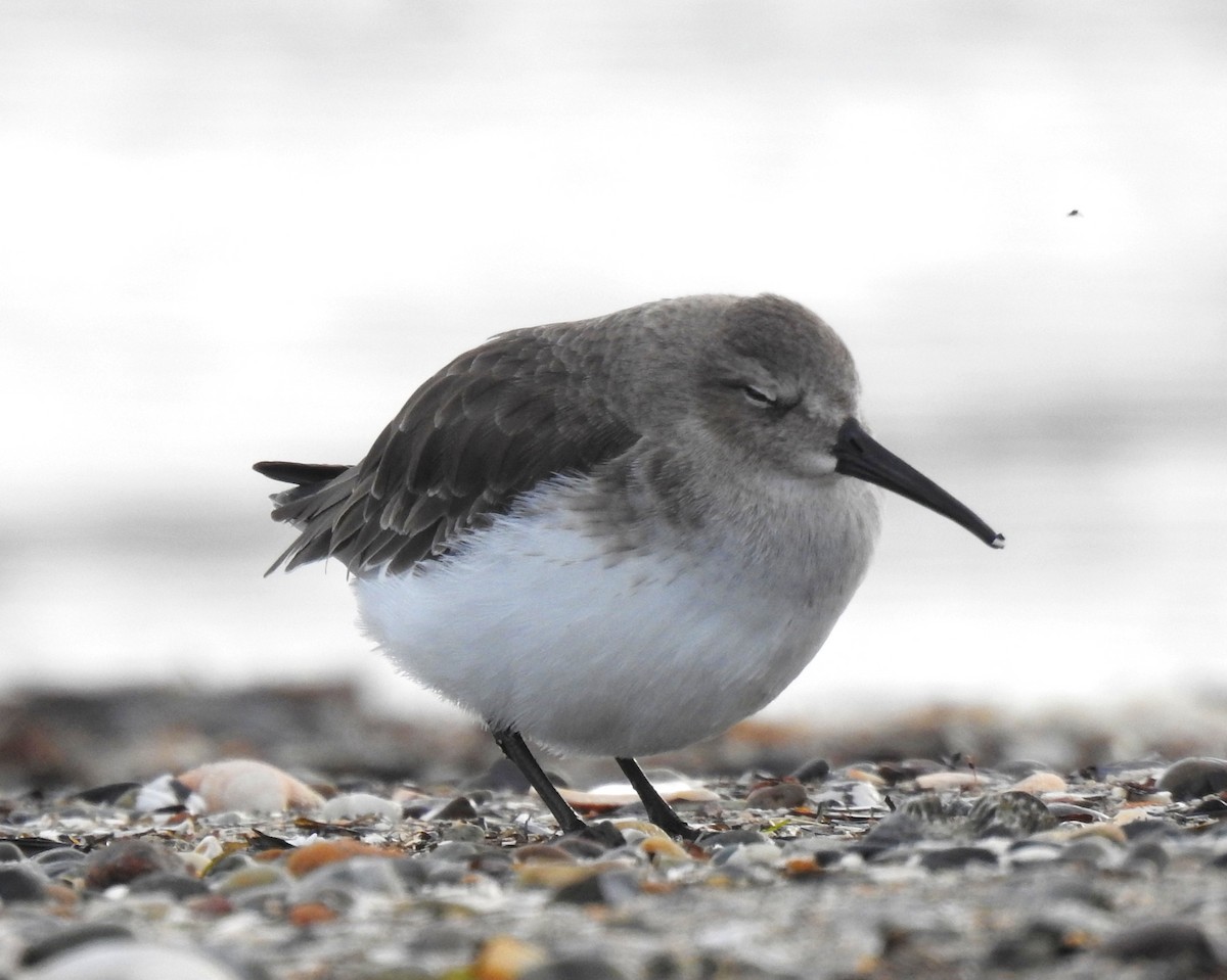 Dunlin - ML645766765