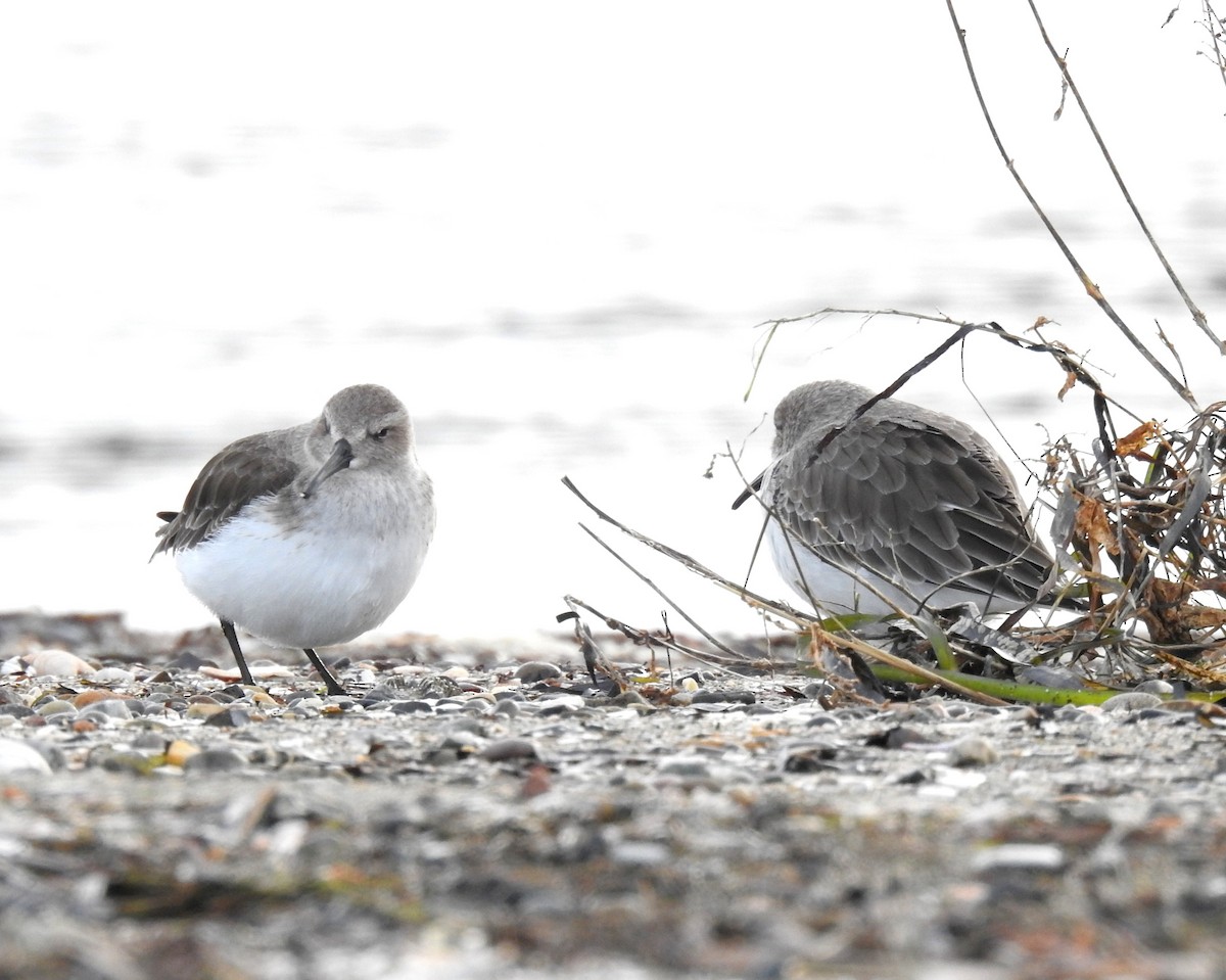 Dunlin - ML645766766