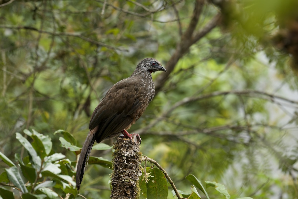 Andean Guan - ML645766781