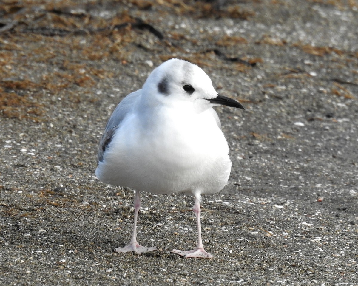Bonaparte's Gull - ML645766790