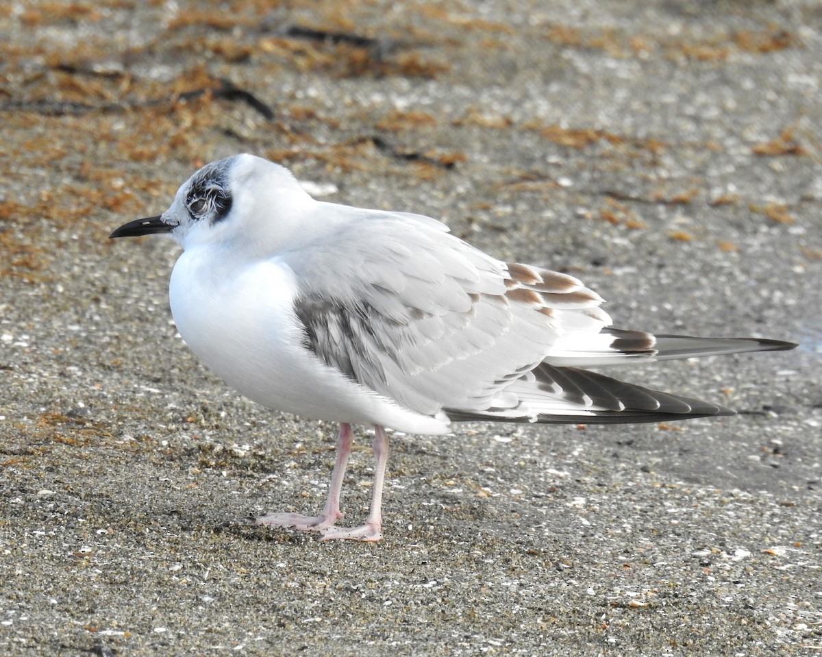 Bonaparte's Gull - ML645766791