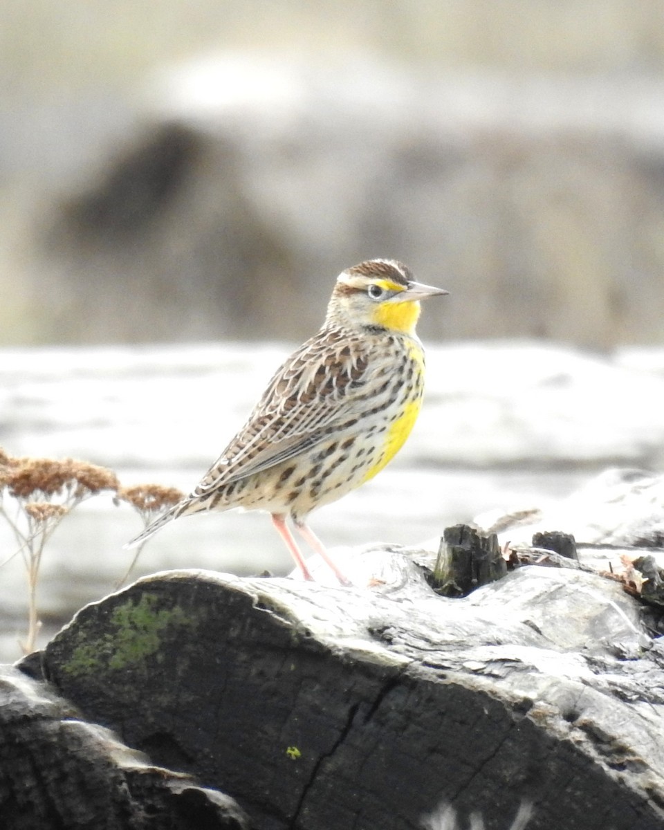 Western Meadowlark - ML645766792