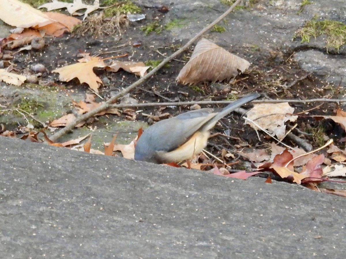 gråduskmeis - ML645766793