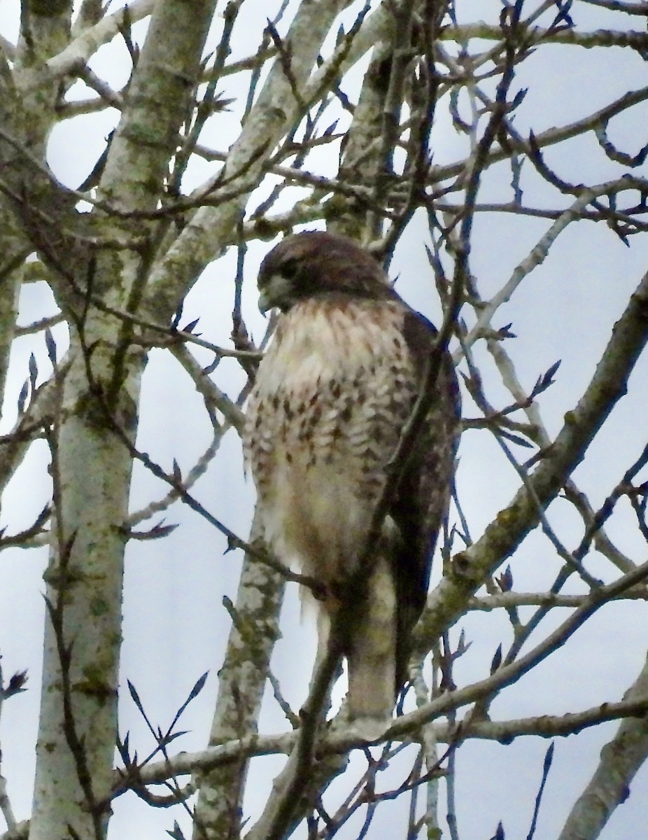 Red-tailed Hawk - ML645766799