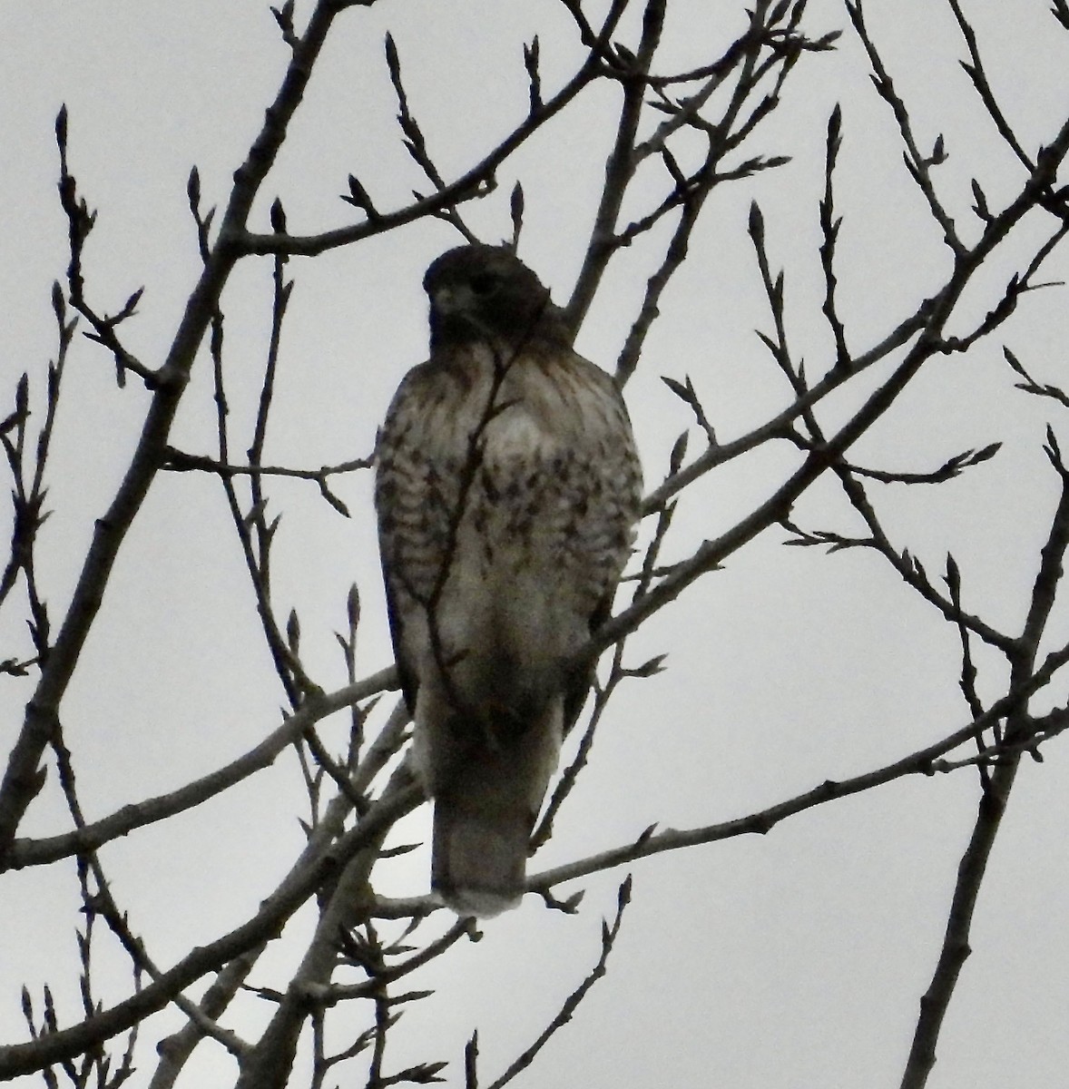 Red-tailed Hawk - ML645766800