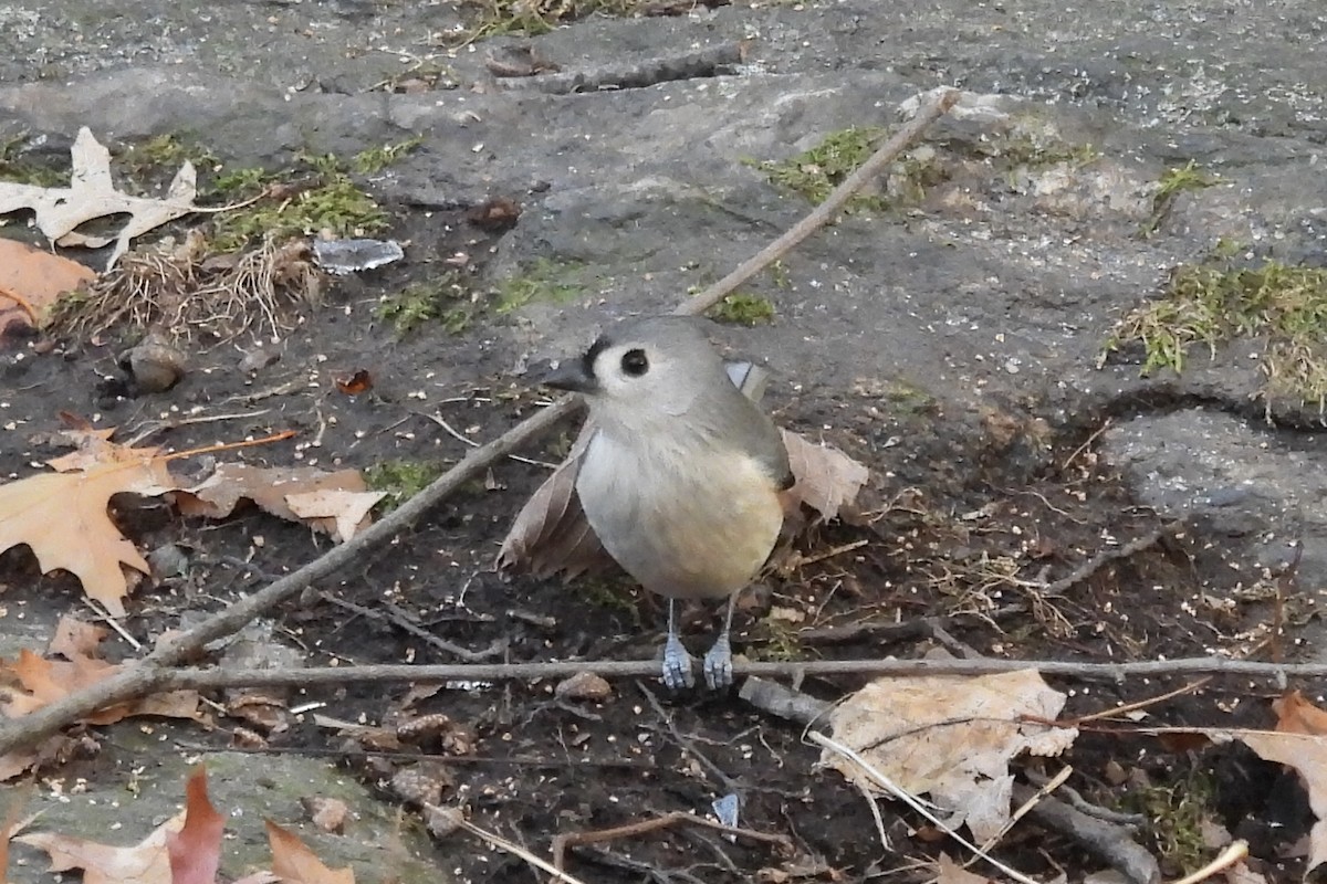 gråduskmeis - ML645766801