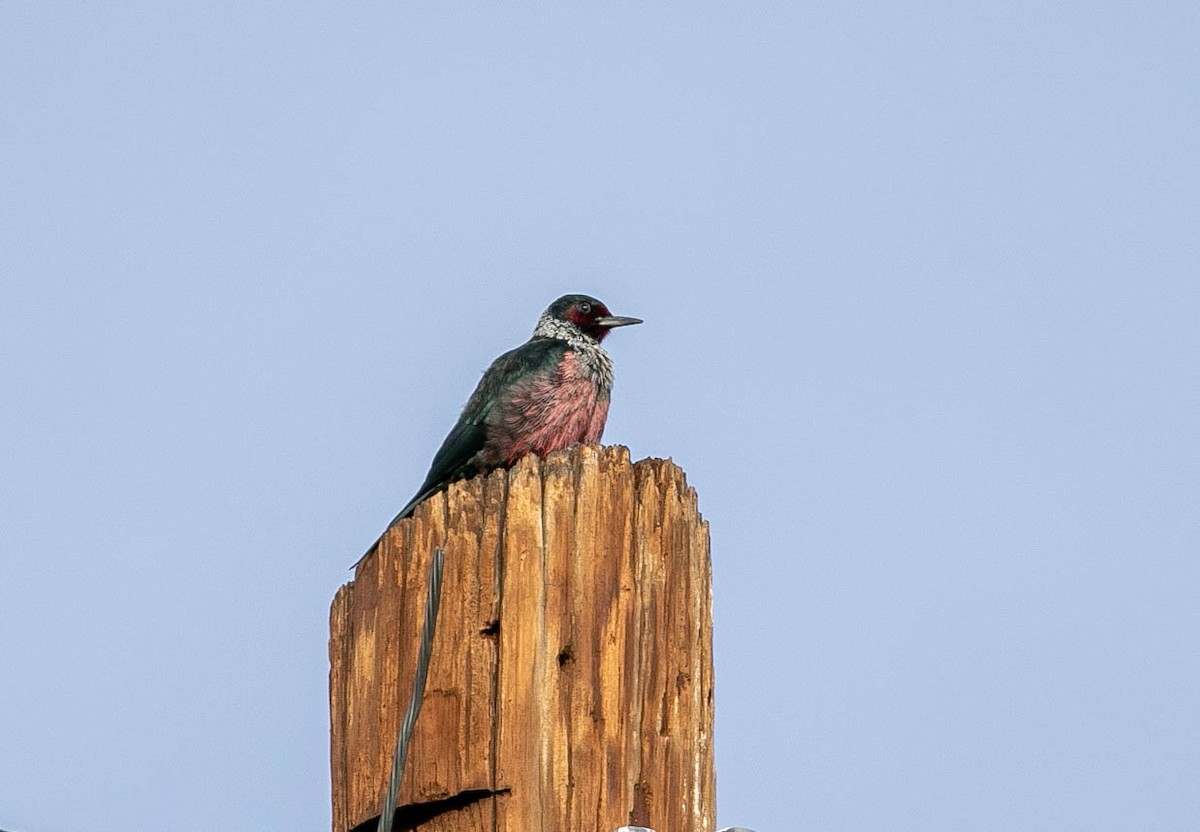 Blutgesichtspecht - ML645766804