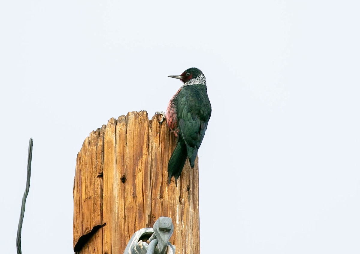 Blutgesichtspecht - ML645766805