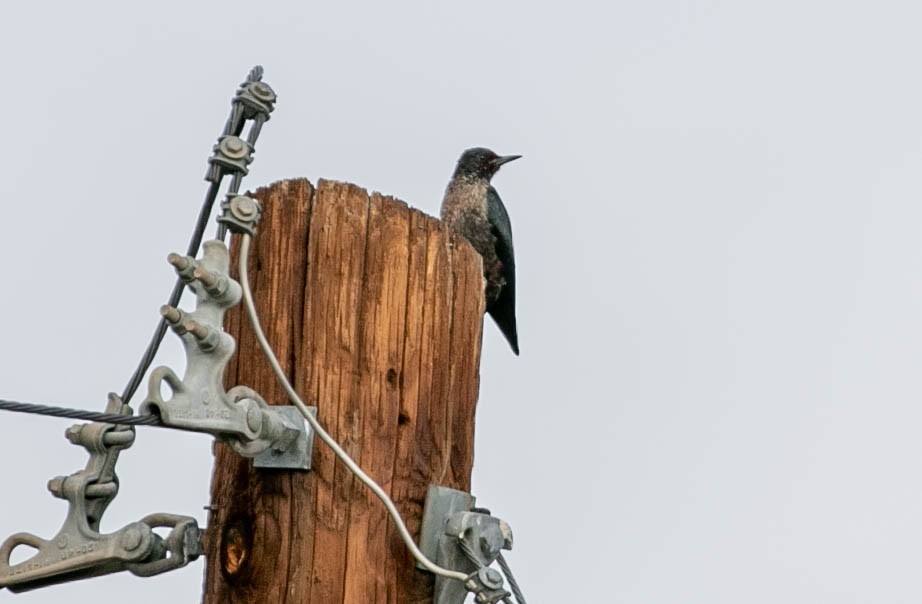 Blutgesichtspecht - ML645766806