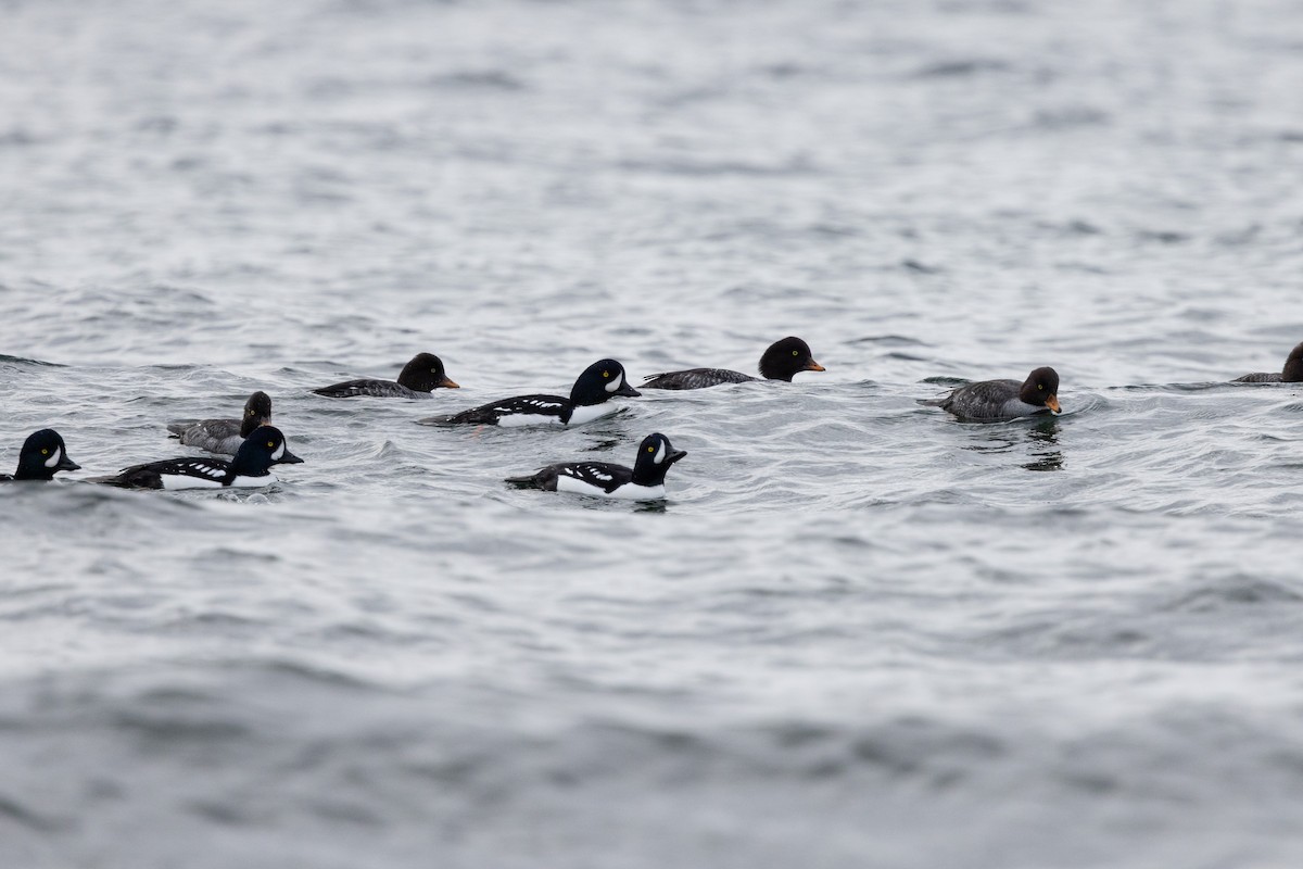 キタホオジロガモ - ML645766807