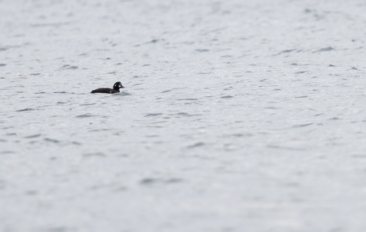 Harlequin Duck - ML645766808