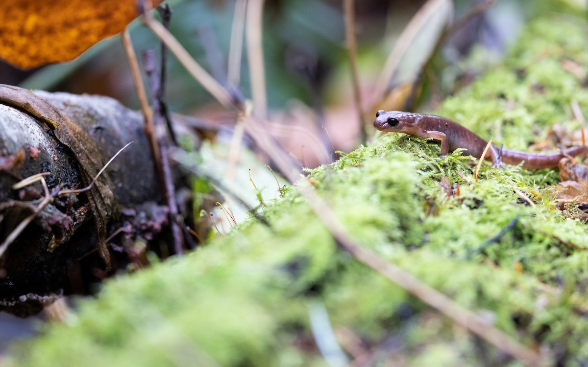 Oregon Ensatina - ML645766810