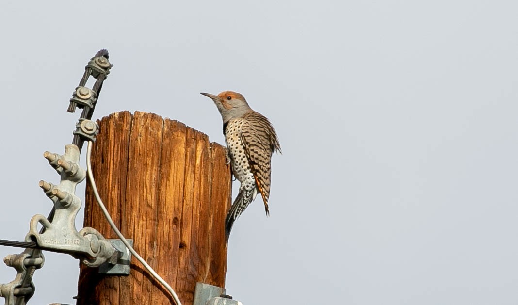 Northern Flicker (Red-shafted) - ML645766811
