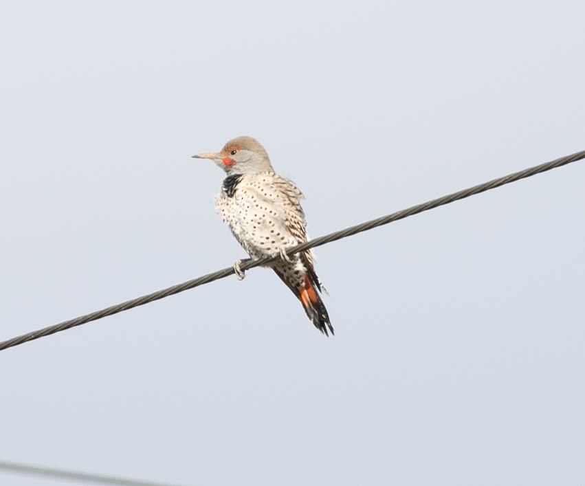 Northern Flicker (Red-shafted) - ML645766812