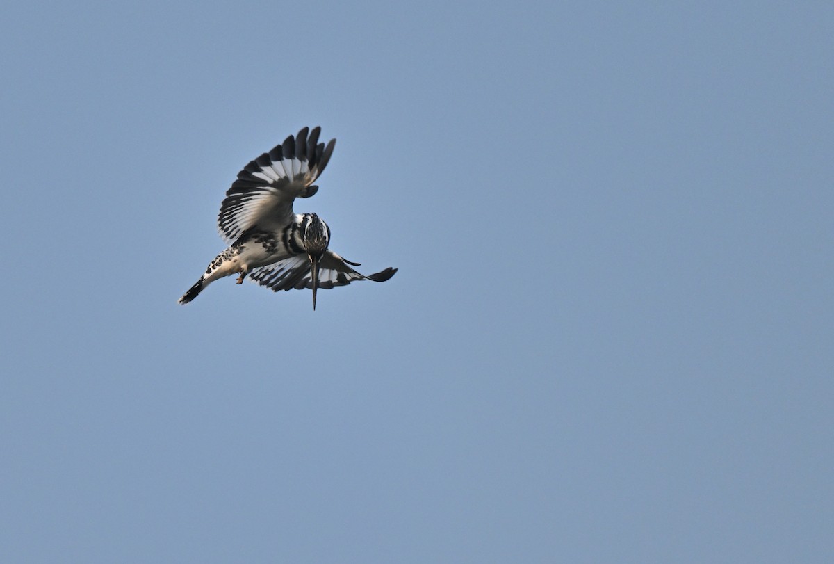 Pied Kingfisher - ML645766813