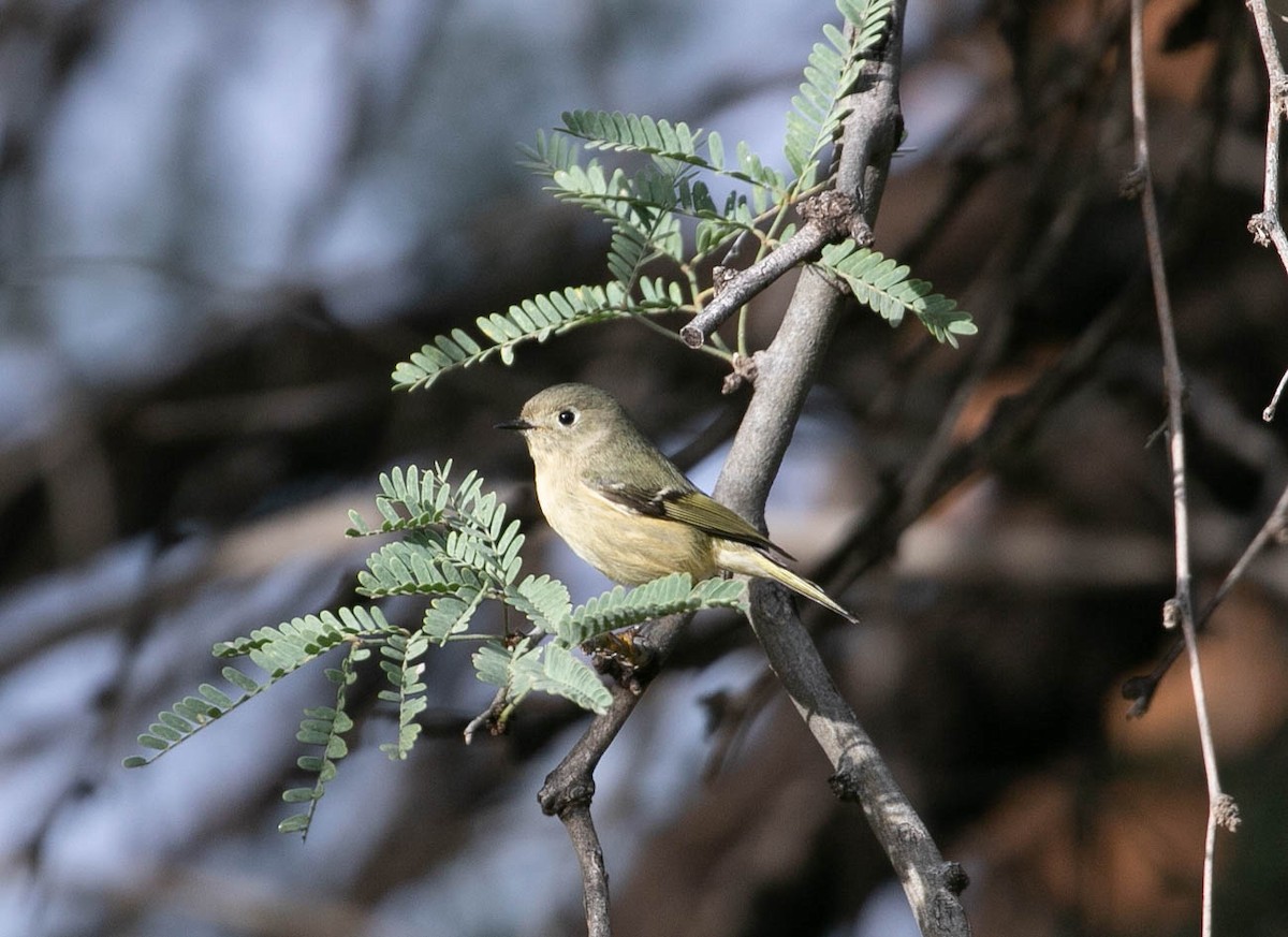 Ruby-crowned Kinglet - ML645766816
