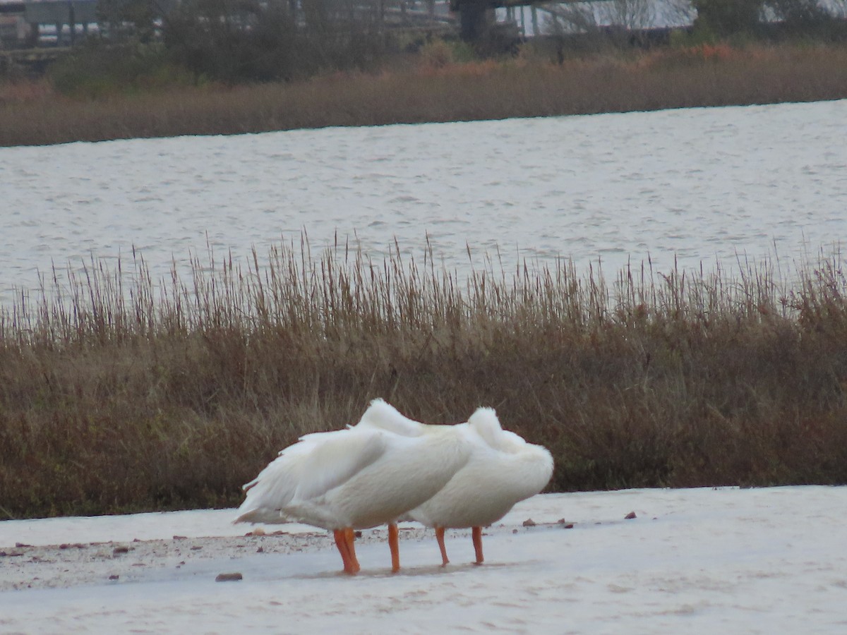 American White Pelican - ML645766818